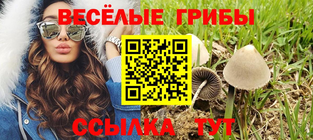 Галлюциногенные грибы Psilocybine cubensis Невинномысск