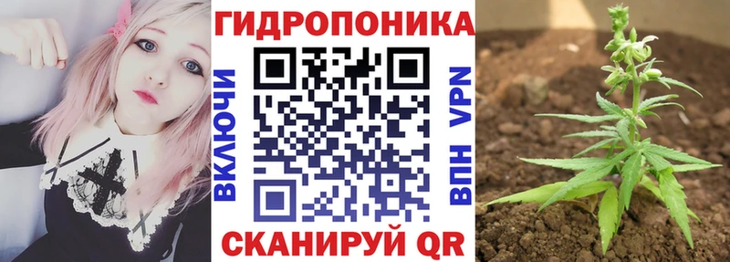 Шишки марихуана сатива  Невинномысск 